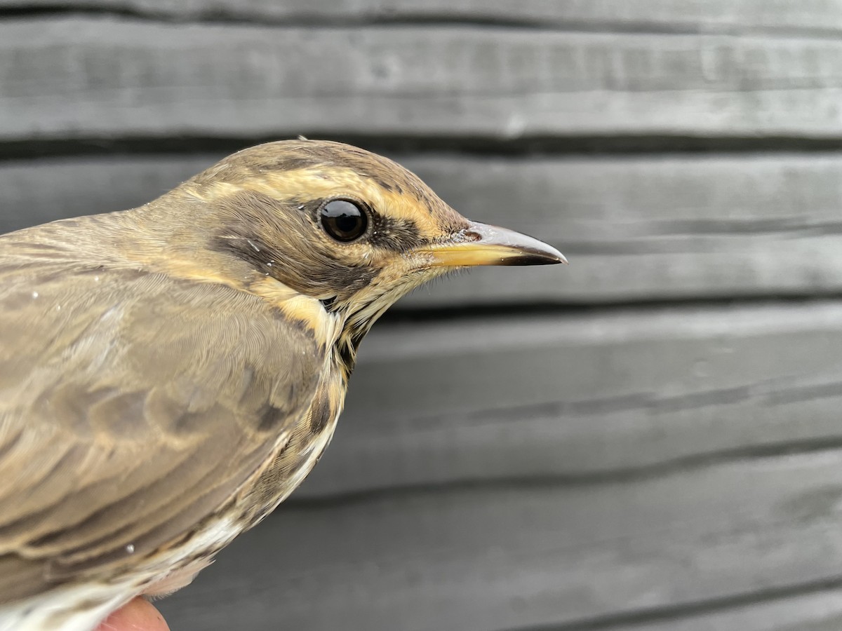 Redwing (Eurasian) - ML623226253