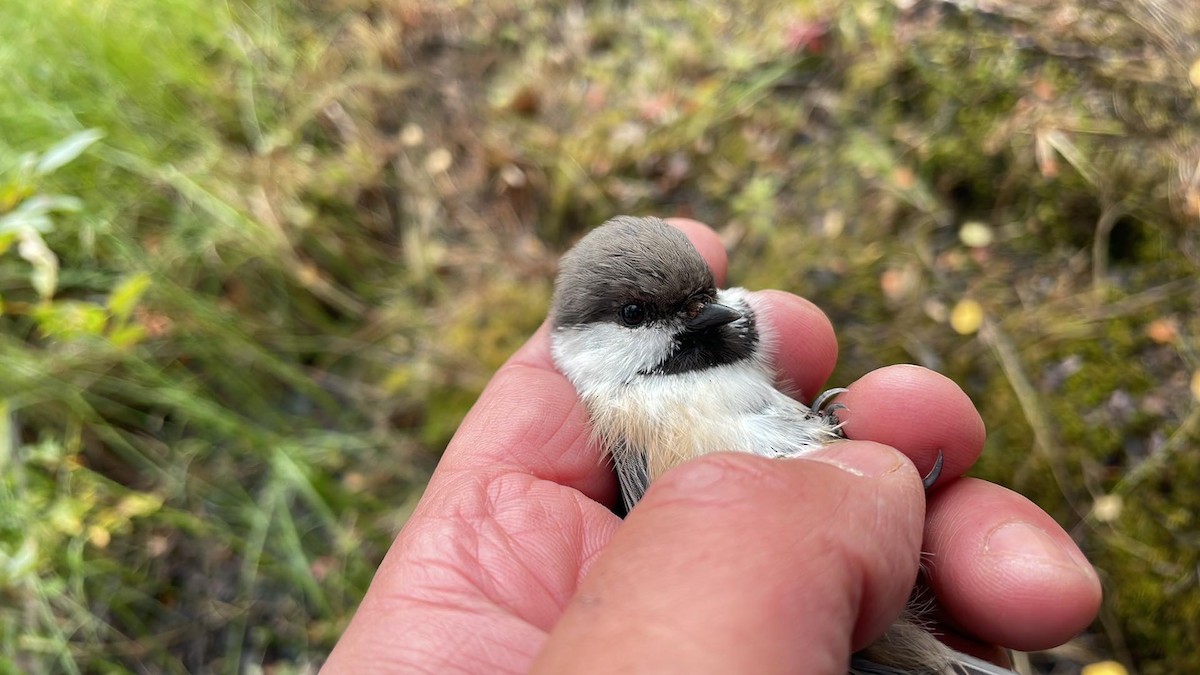 Gray-headed Chickadee - ML623226296