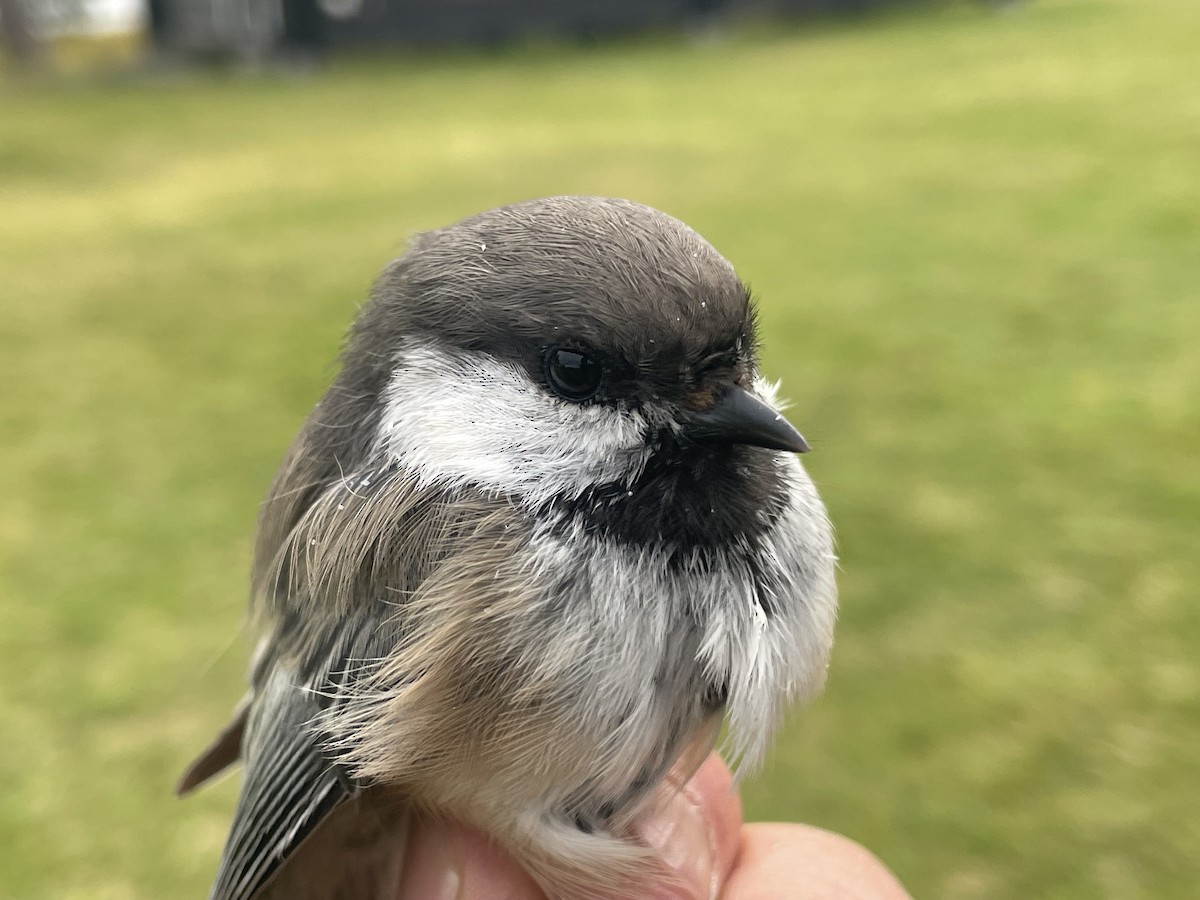 Gray-headed Chickadee - ML623226298