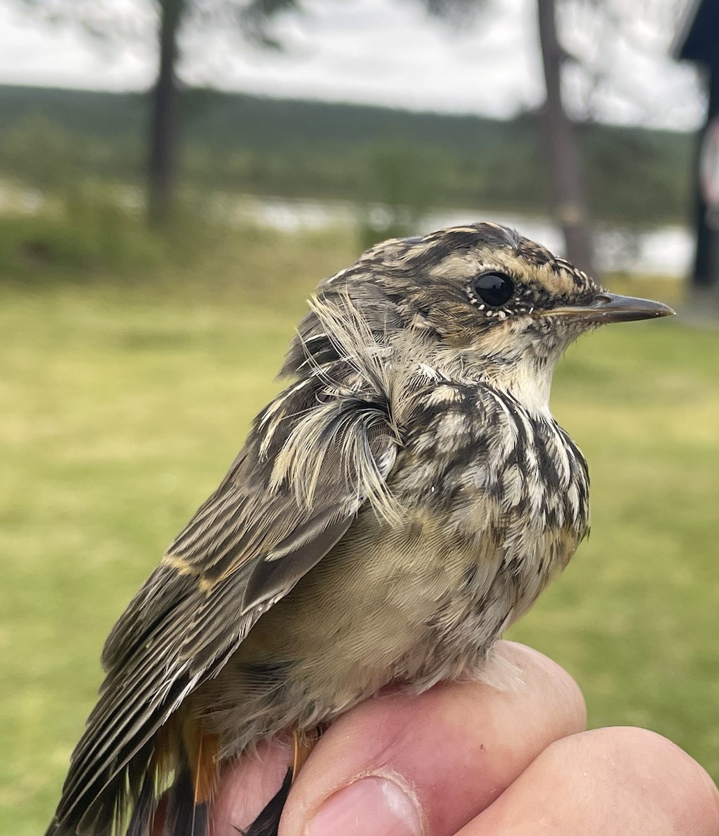 Blaukehlchen (Rotsterniges) - ML623226303