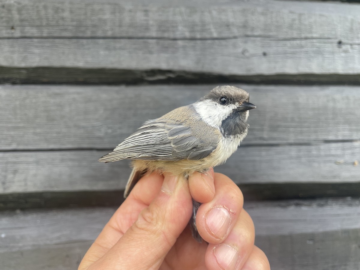 Gray-headed Chickadee - ML623226307