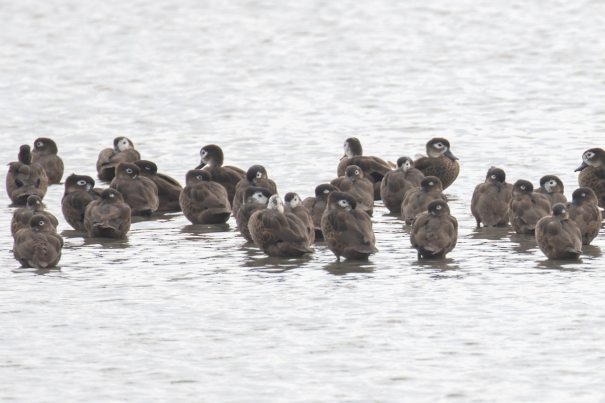 Andaman Teal - Kalpesh Krishna