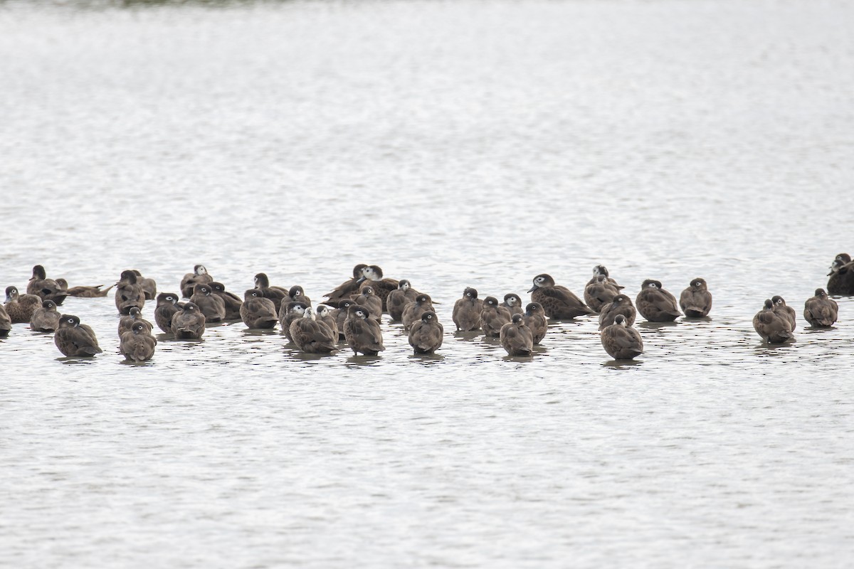 Andaman Teal - Kalpesh Krishna