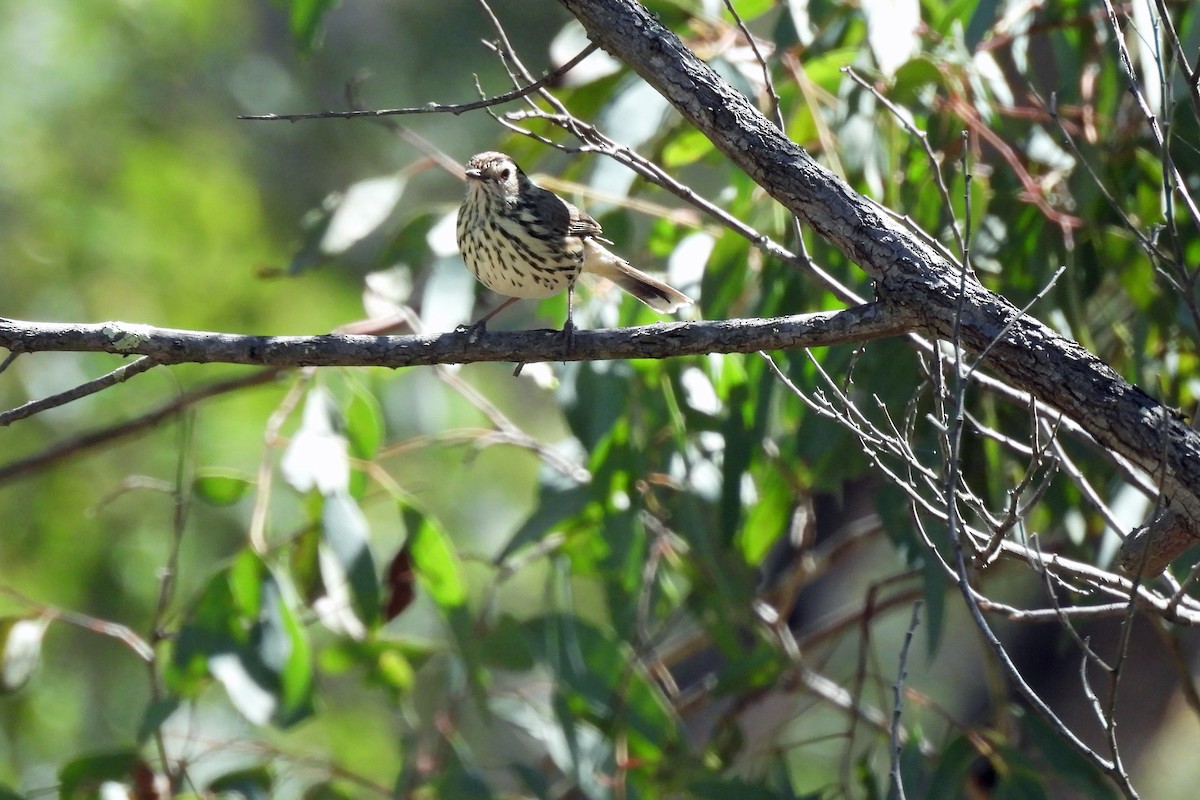 Speckled Warbler - ML623226345