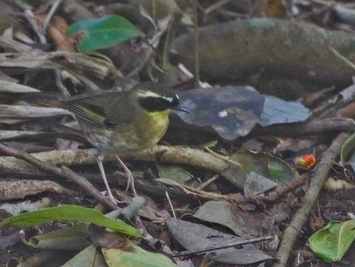 Yellow-throated Scrubwren - ML623226359