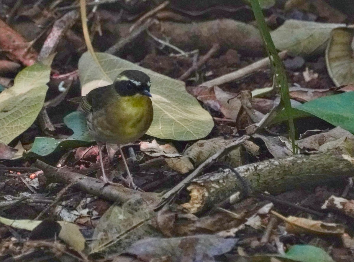 Yellow-throated Scrubwren - ML623226360