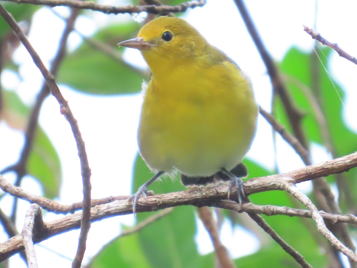 Prothonotary Warbler - ML623226390