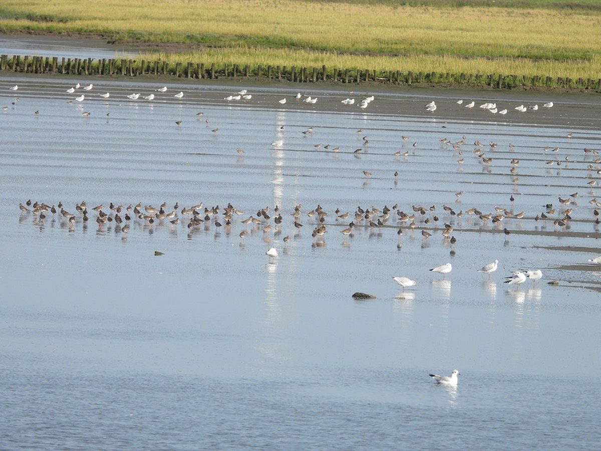 Common Redshank - Monika Czupryna