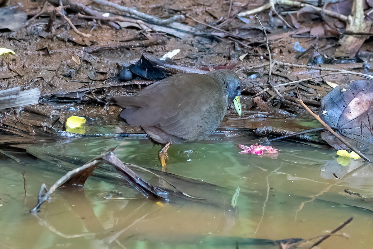 Pale-vented Bush-hen - Vince Bugeja