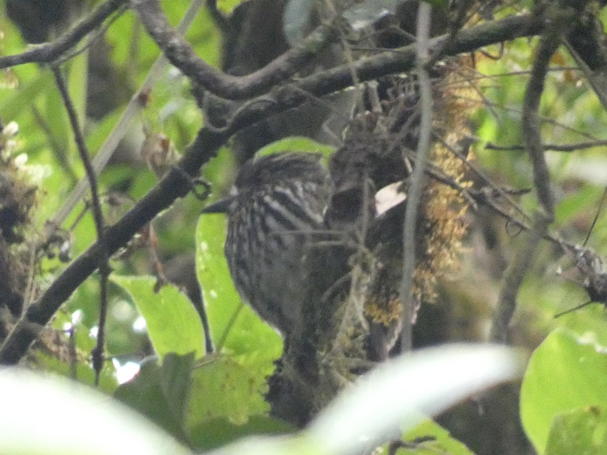 Black-streaked Puffbird - ML623226423