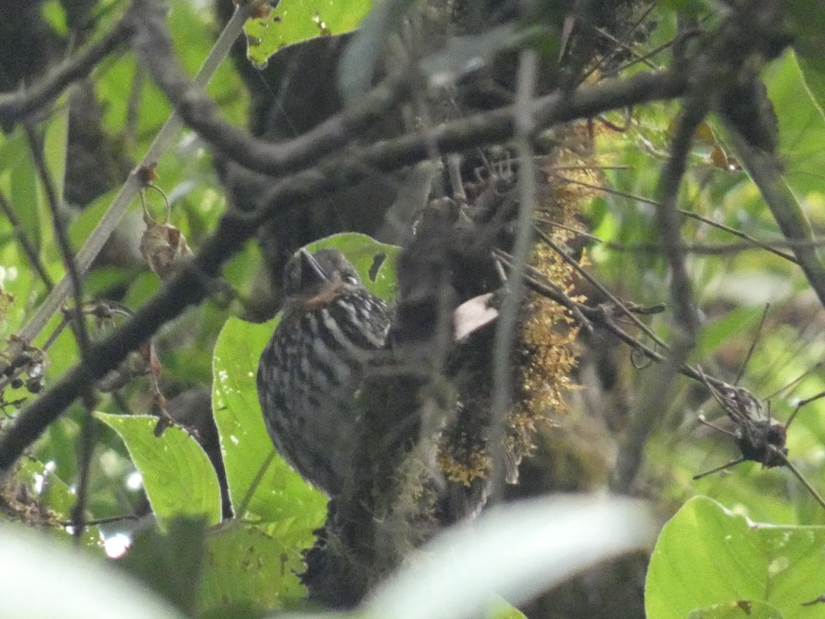 Black-streaked Puffbird - ML623226424