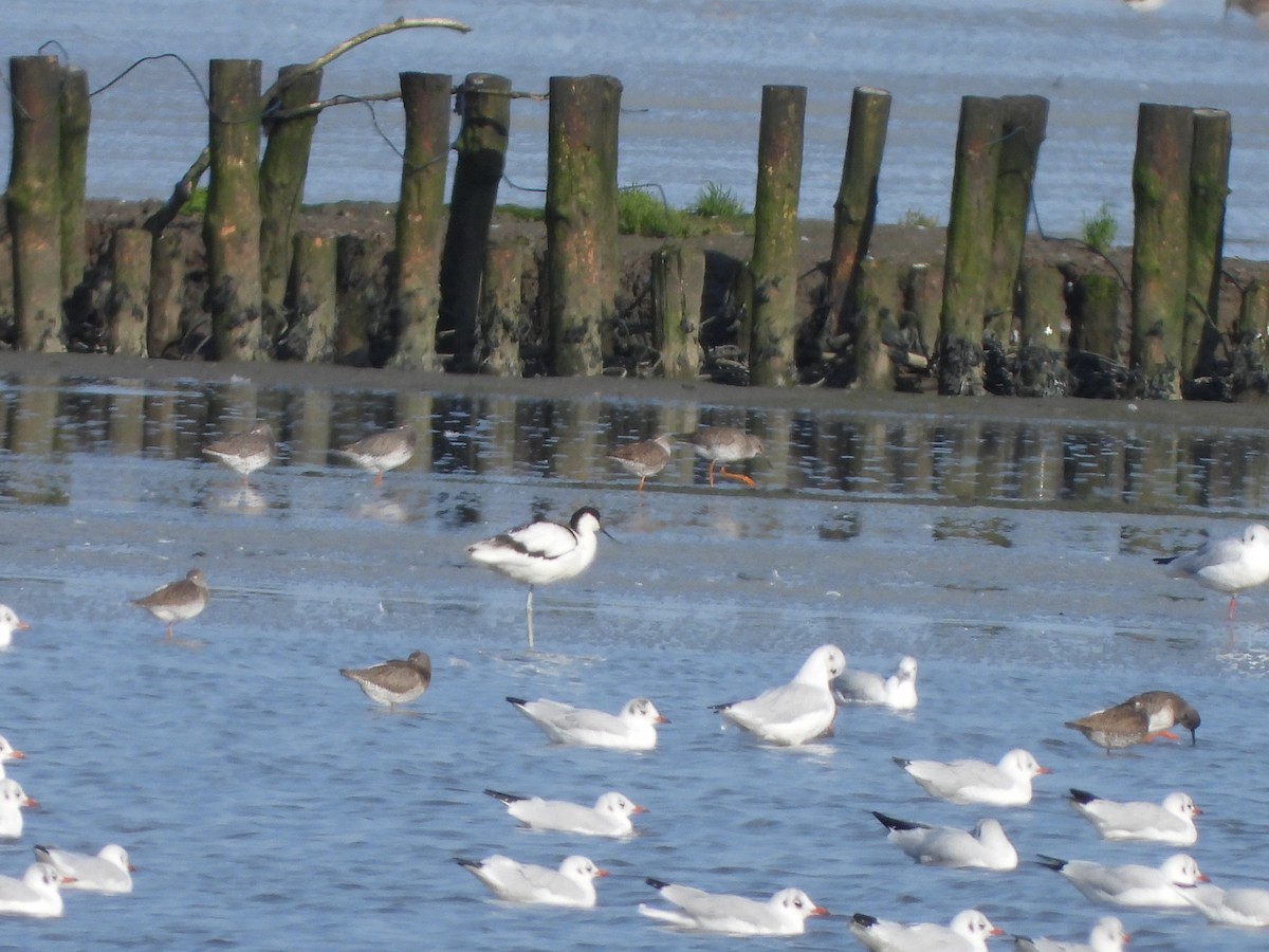 Pied Avocet - ML623226430