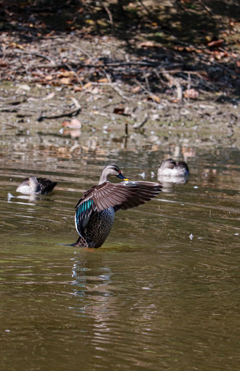 Indian Spot-billed Duck - ML623226432