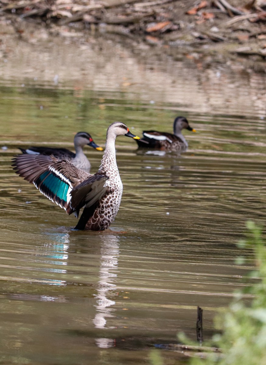 Indian Spot-billed Duck - ML623226433