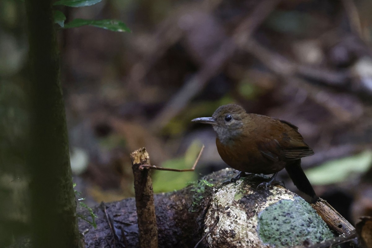 Gray-throated Leaftosser - ML623226435