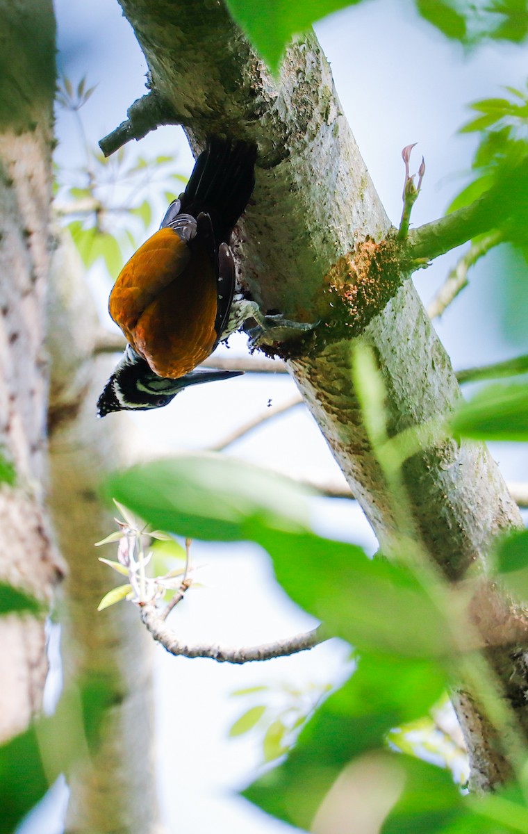 Greater Flameback - ML623226460