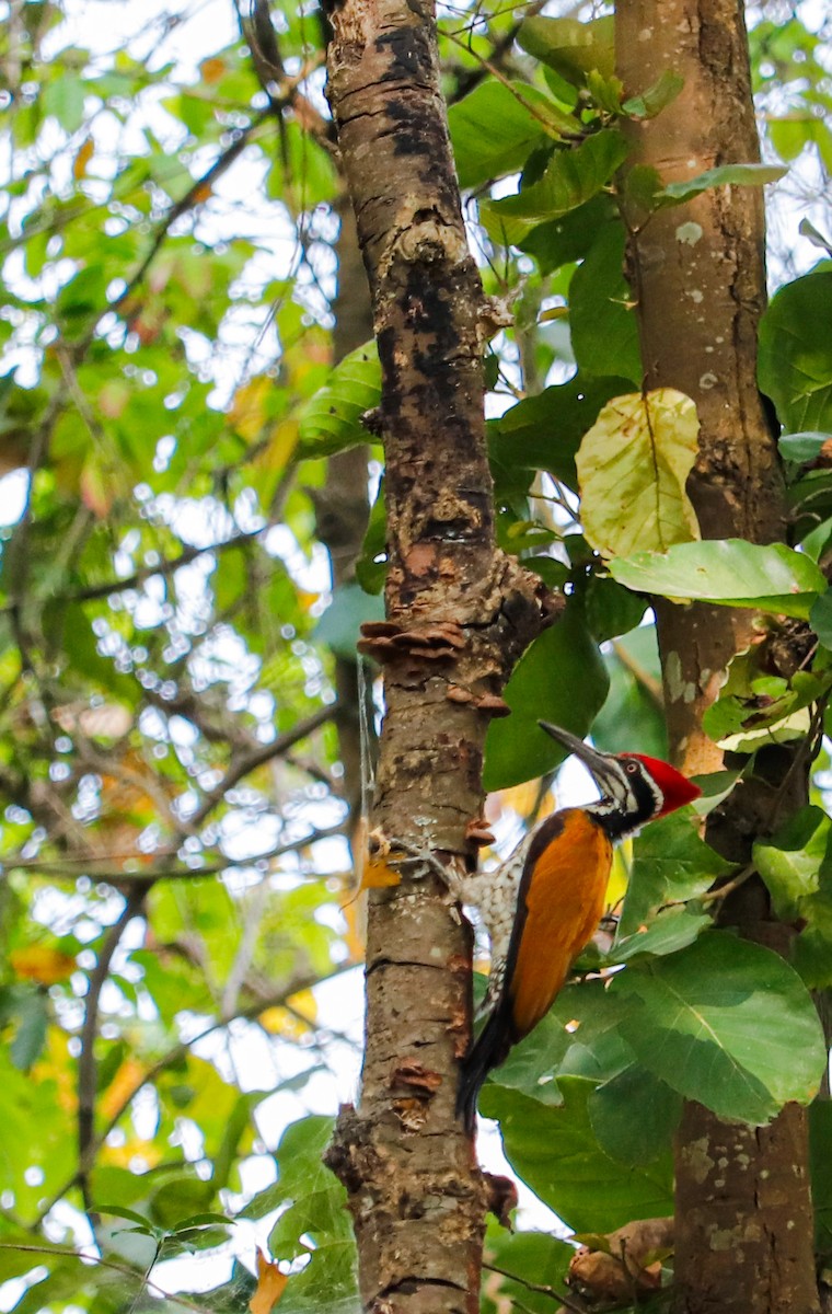 Greater Flameback - ML623226461