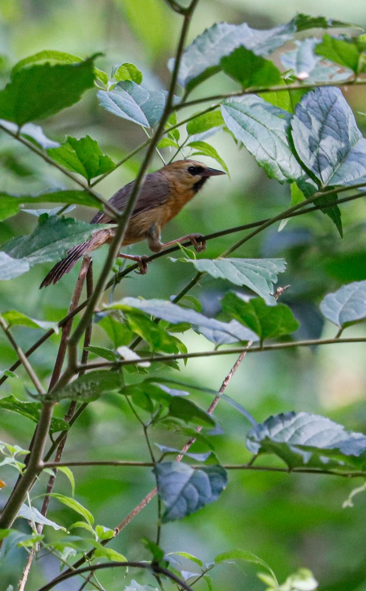 Black-chinned Babbler - ML623226464