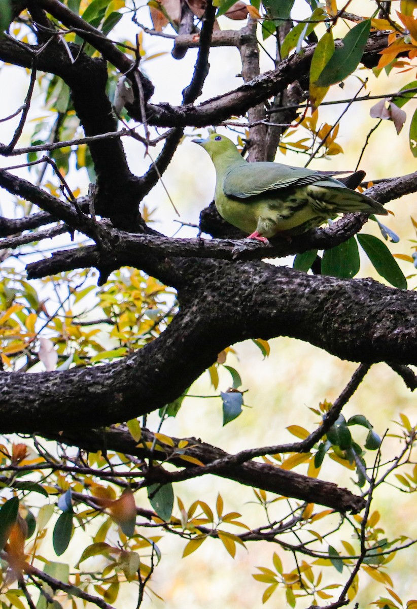 Wedge-tailed Green-Pigeon - ML623226515