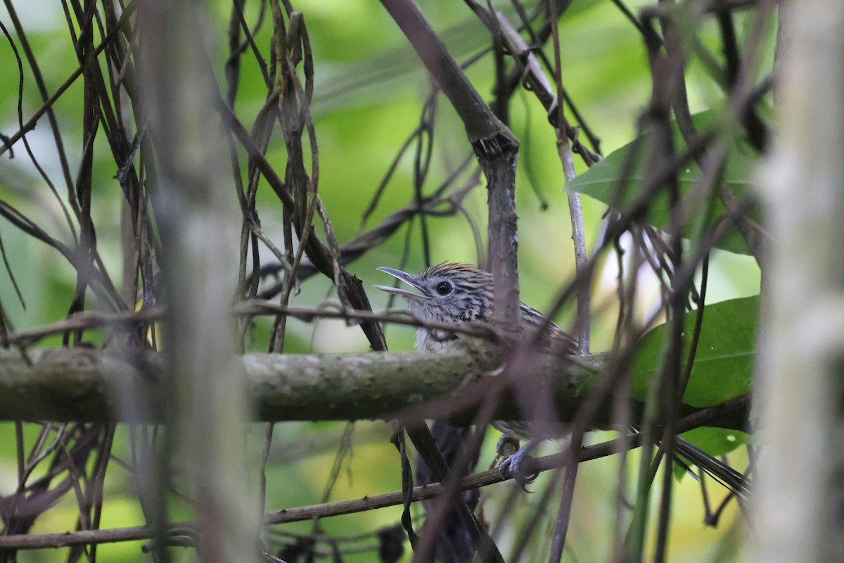 Santa Marta Antbird - ML623226519