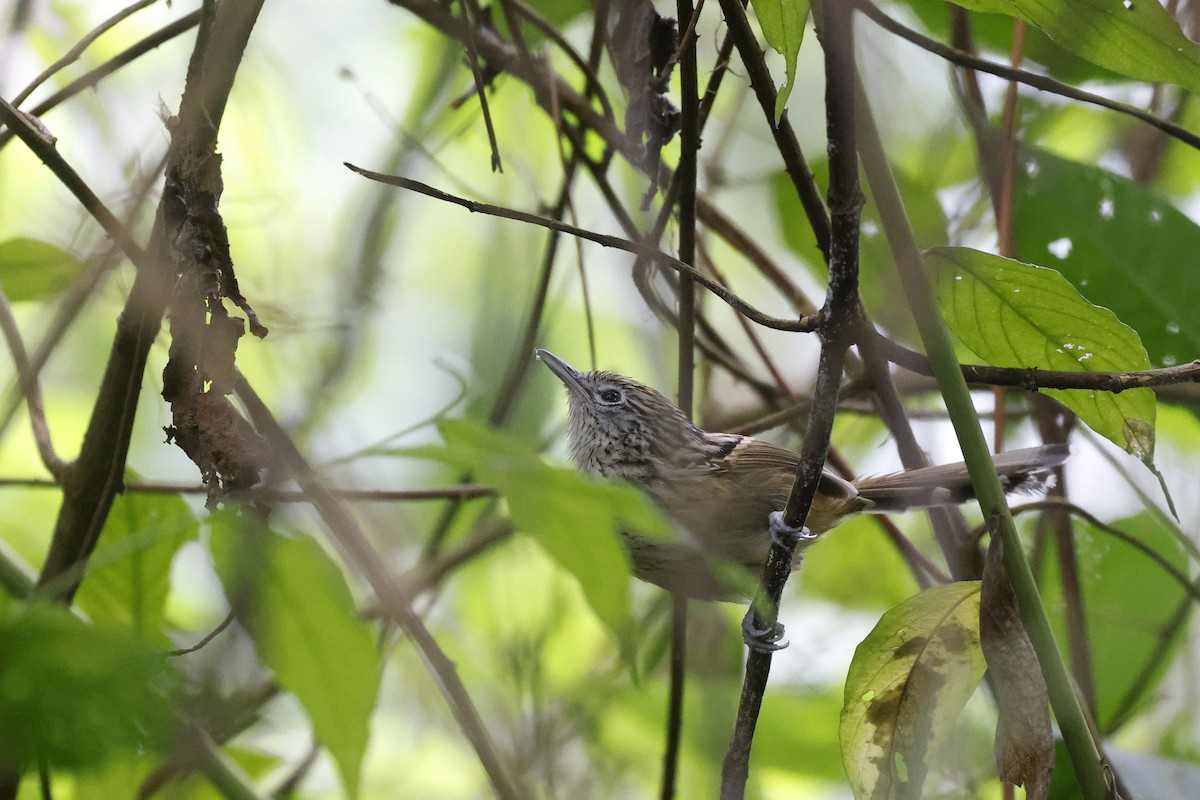 Santa Marta Antbird - ML623226520