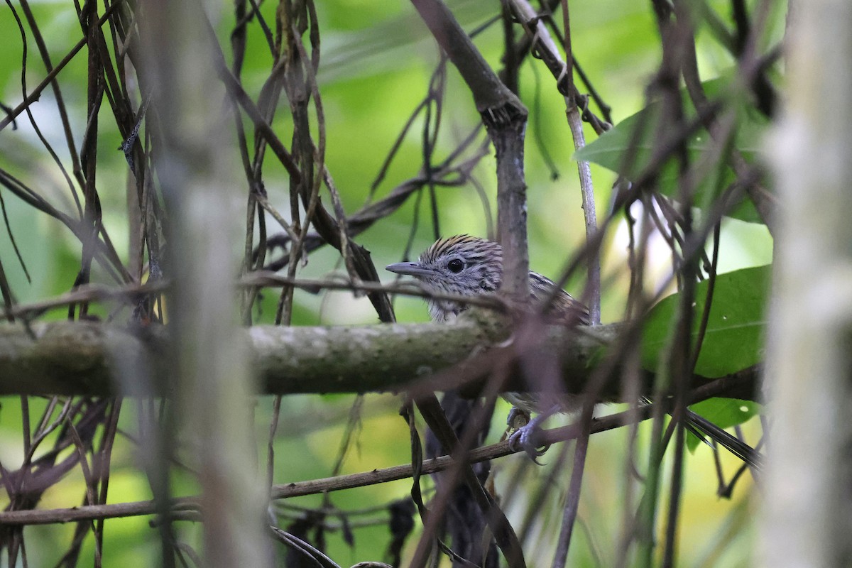 Santa Marta Antbird - ML623226521