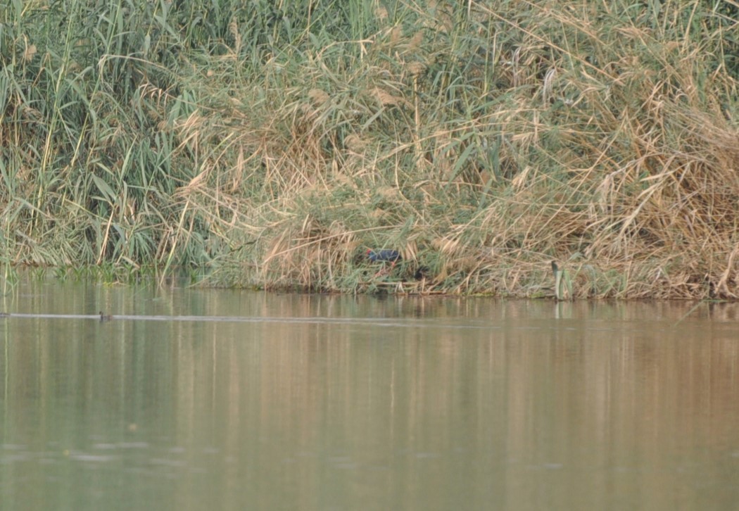 African Swamphen - ML623226524