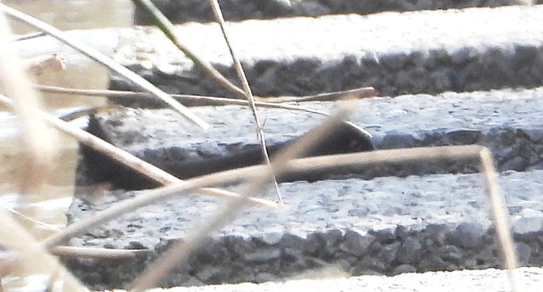 Spotless Crake - ML623226546