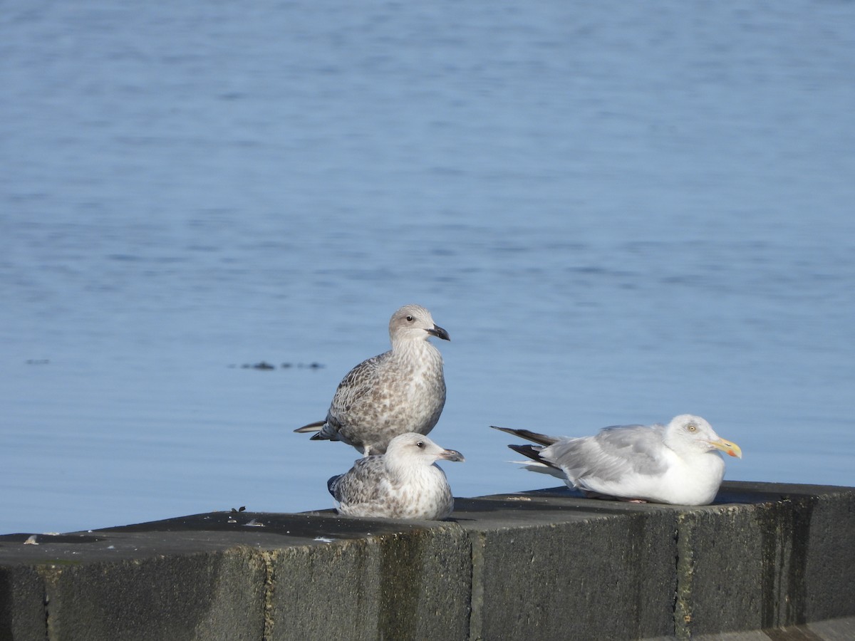 Herring Gull (European) - ML623226566