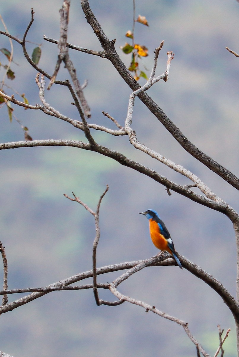 Blue-capped Rock-Thrush - ML623226576