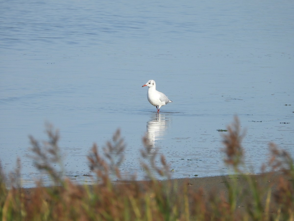 Black-headed Gull - Monika Czupryna