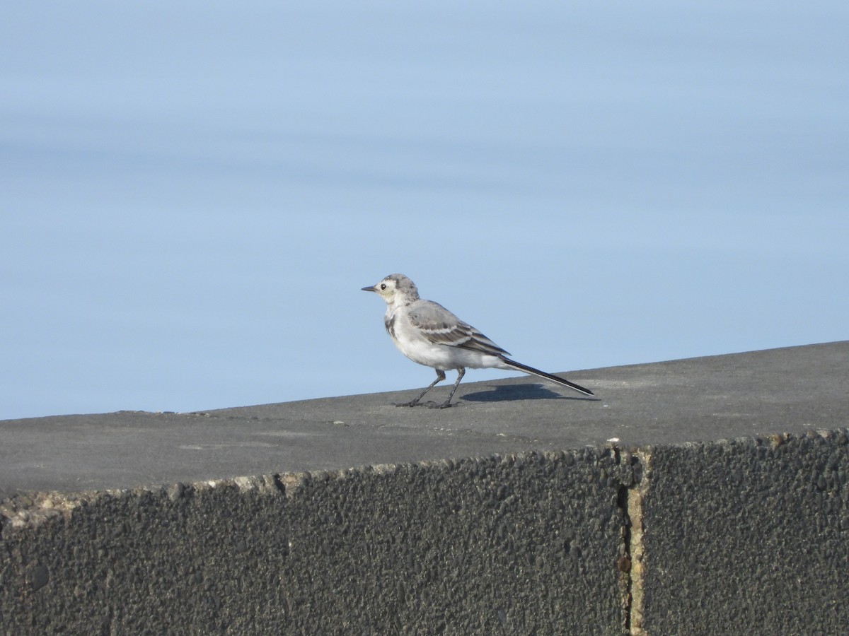 White Wagtail - Monika Czupryna