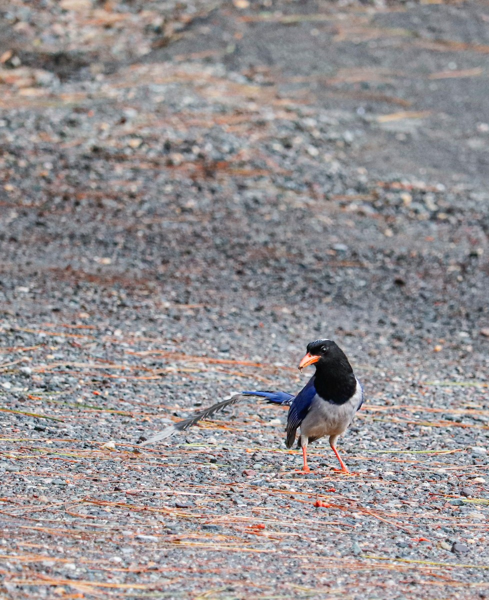 Yellow-billed Blue-Magpie - ML623226612