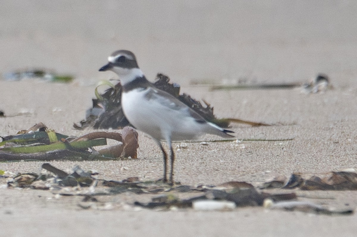 Charadrius ou Anarhynchus sp. - ML623226622