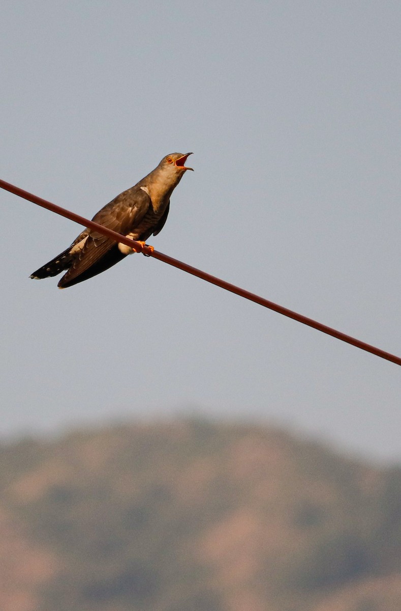 Indian Cuckoo - ML623226633