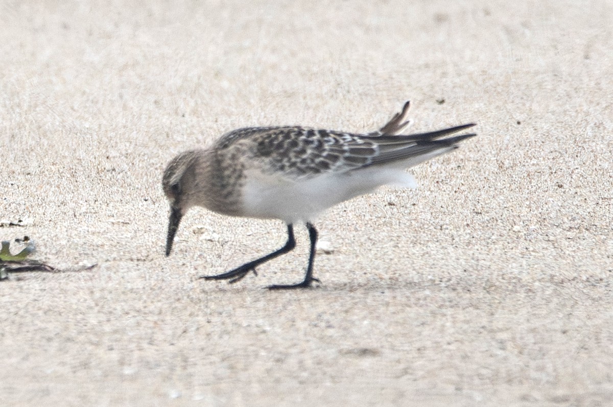 Baird's Sandpiper - ML623226655