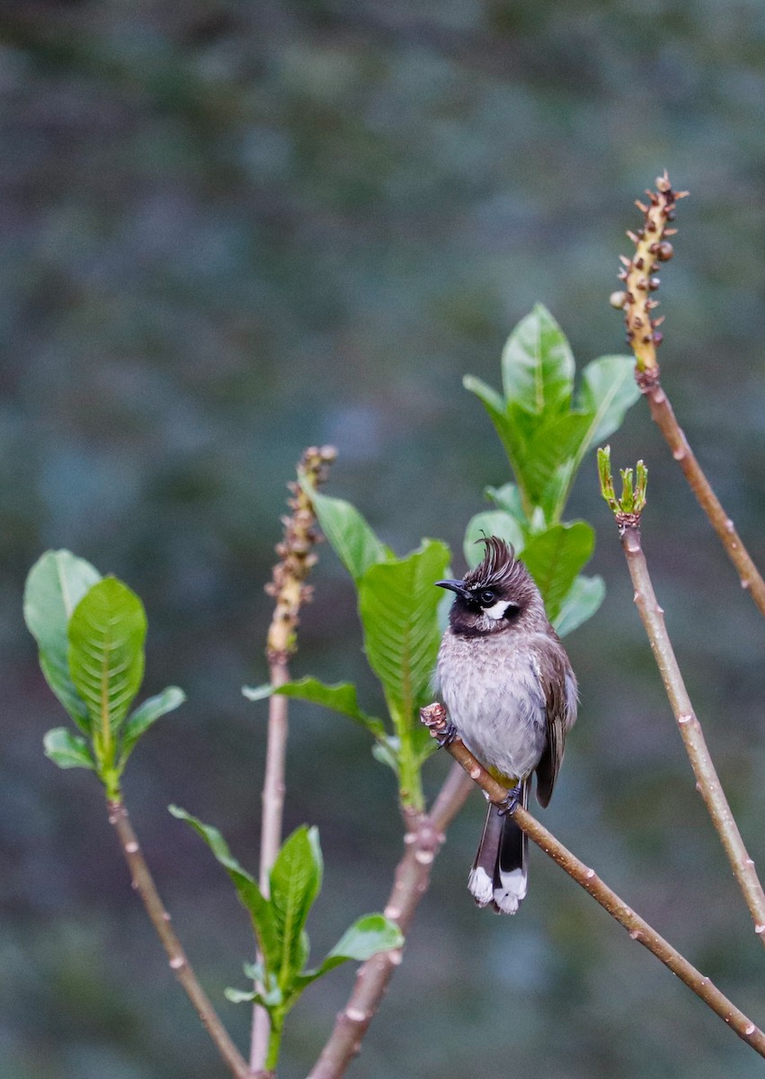 Himalayan Bulbul - ML623226657