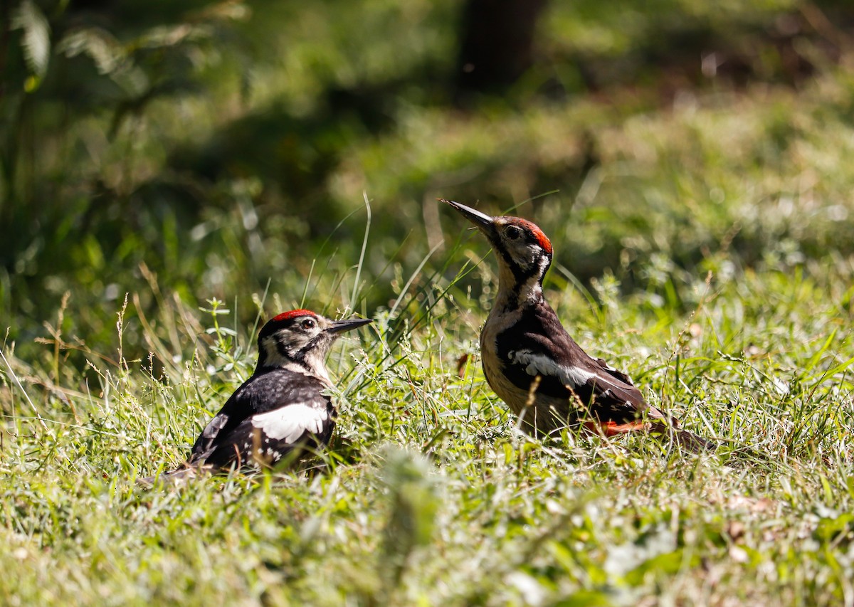 Himalayan Woodpecker - ML623226688