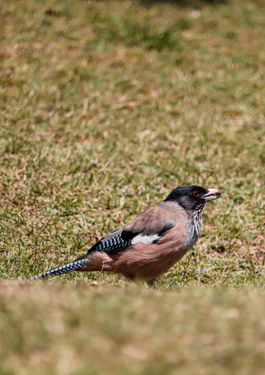 Black-headed Jay - ML623226691