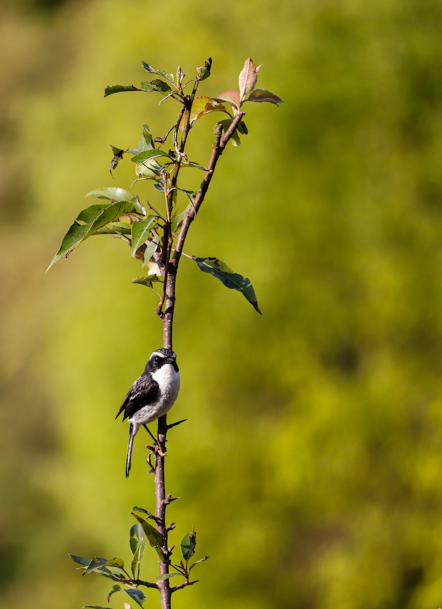 Gray Bushchat - ML623226692