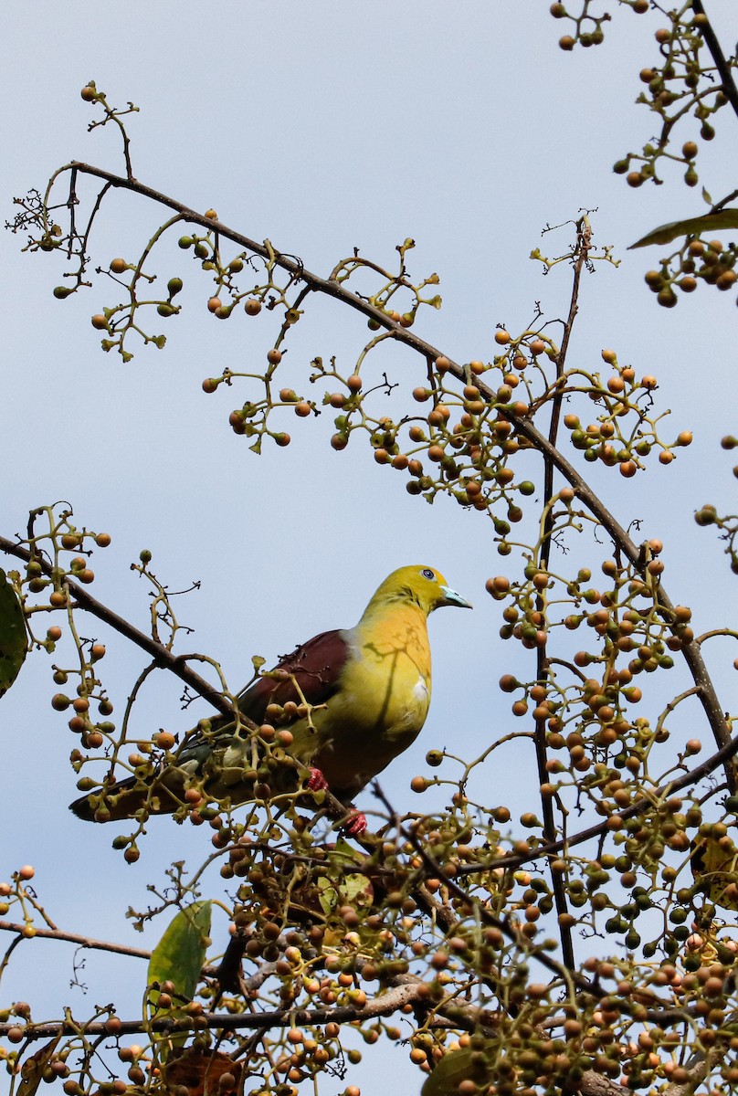 Wedge-tailed Green-Pigeon - ML623226705