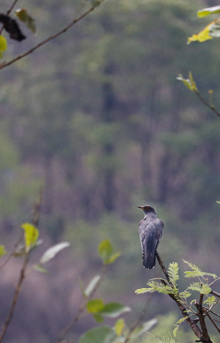 Indian Cuckoo - ML623226709