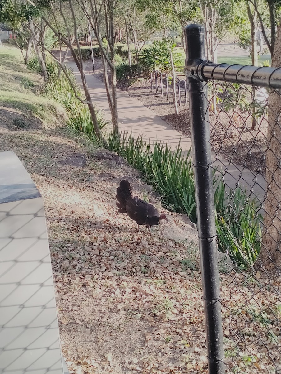 Australian Brushturkey - Xavier Crisp