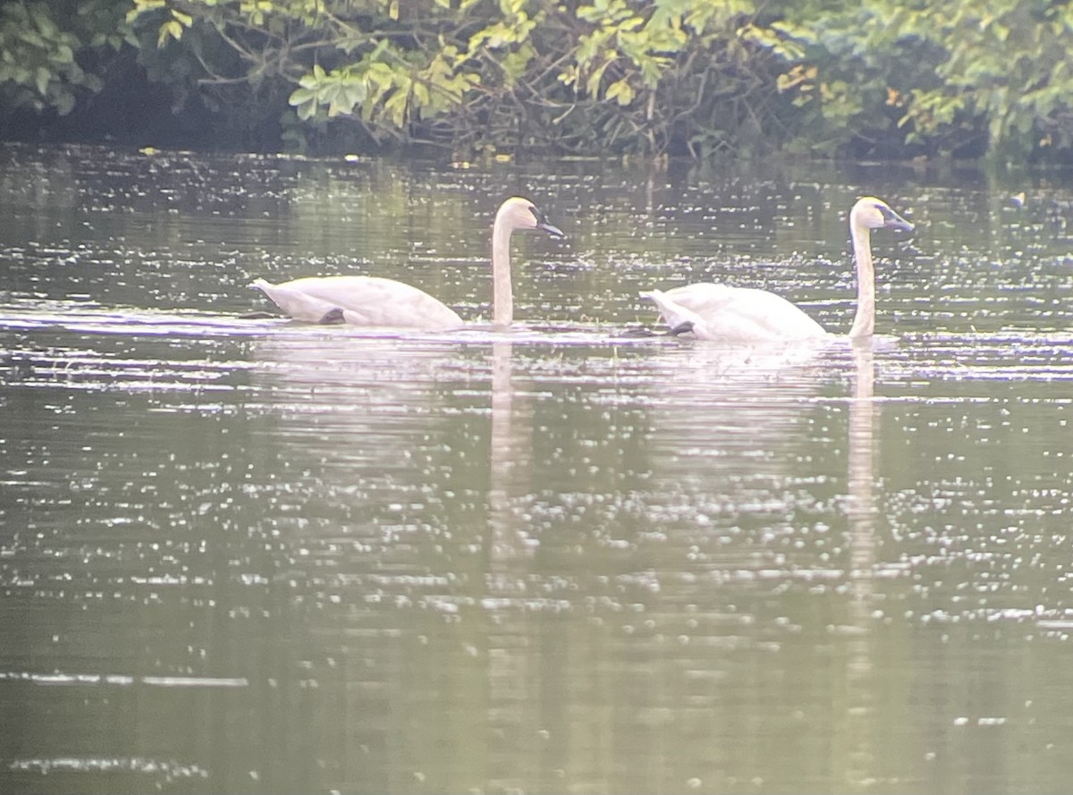 Trumpeter Swan - ML623226748