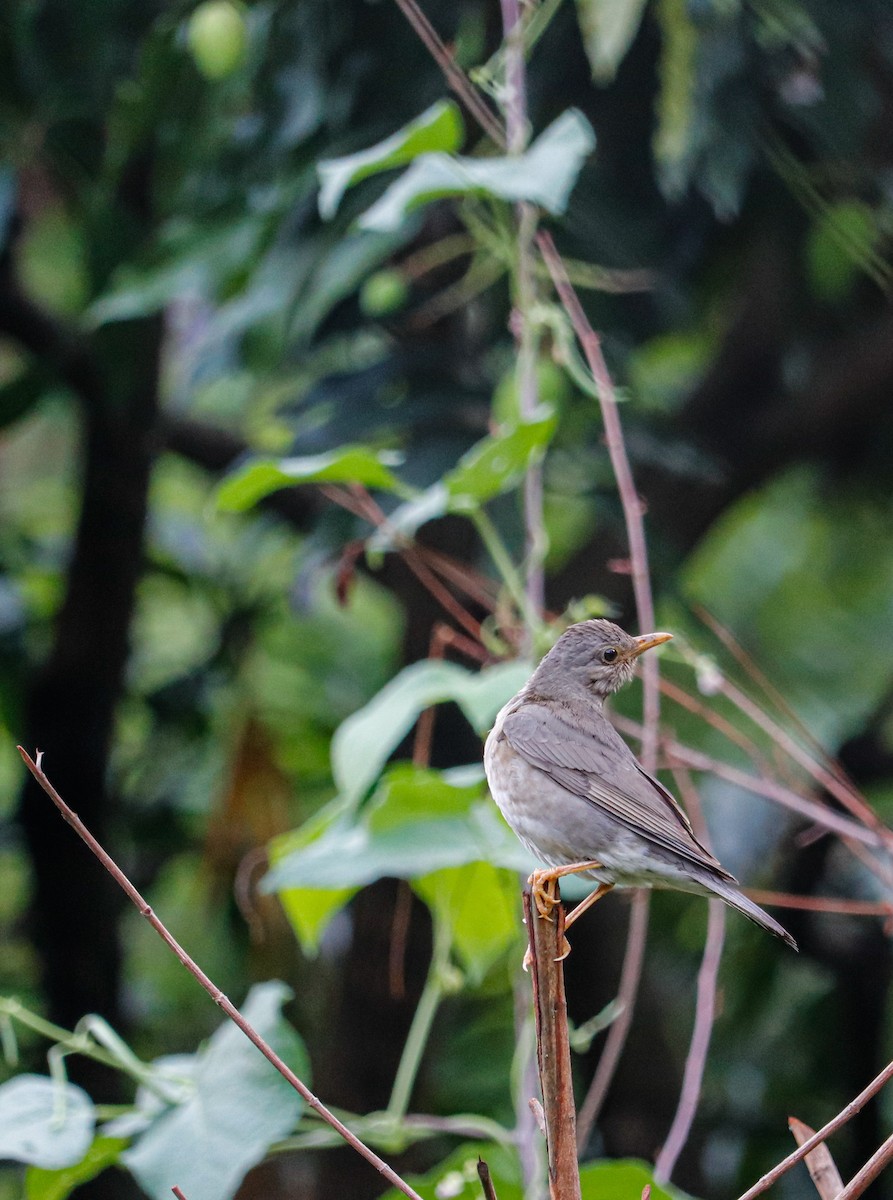 Tickell's Thrush - ML623226753