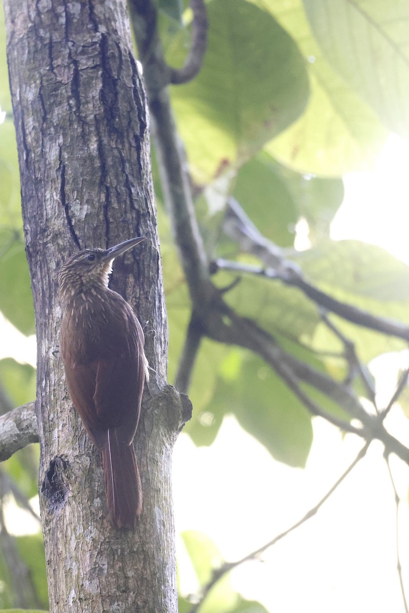 Cocoa Woodcreeper (Lawrence's) - ML623226756