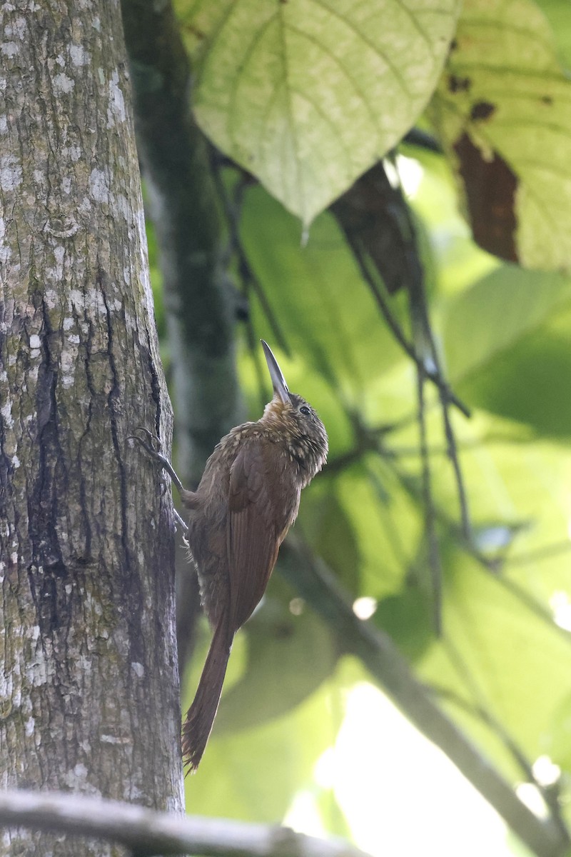 Cocoa Woodcreeper (Lawrence's) - ML623226757