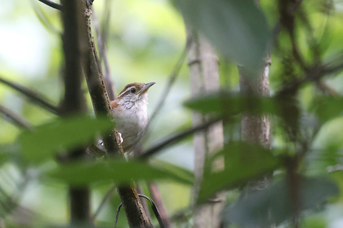 Rufous-and-white Wren - ML623226762