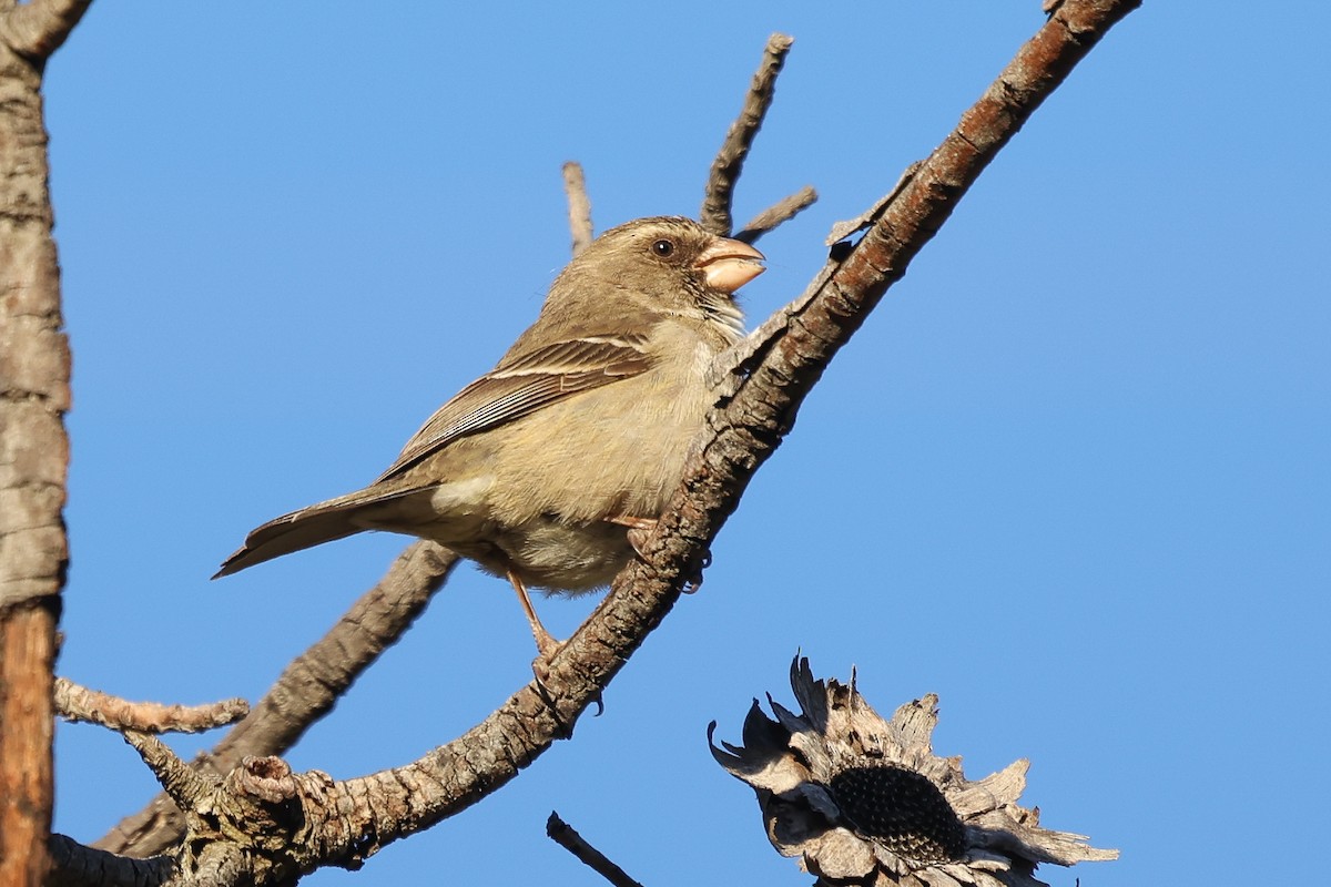 Protea Canary - ML623226772