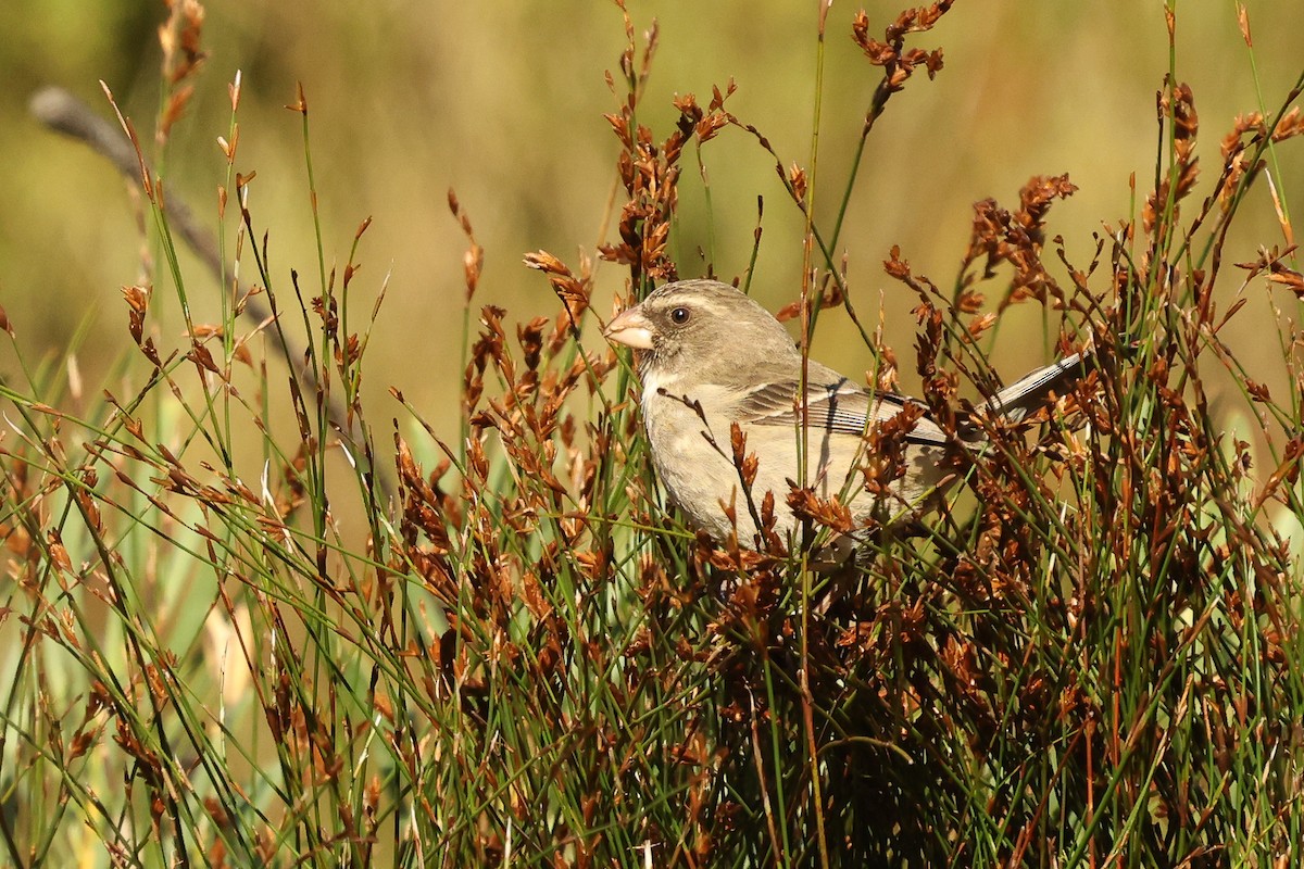 Protea Canary - ML623226775